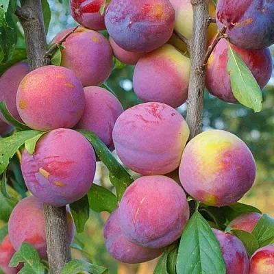 Слива КОЛОННОВИДНАЯ  Слива КОЛОННОВИДНАЯ в Саранске