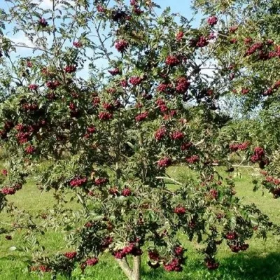 Рябина БУРКА сладкоплодная — описание сорта Рябина БУРКА сладкоплодная в Саранске