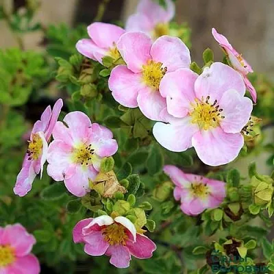 Лапчатка НЬЮ ДАУН кустарниковая  Лапчатка НЬЮ ДАУН кустарниковая в Саранске