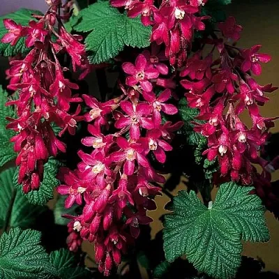 Смородина кроваво-красная  Смородина кроваво-красная в Саранске