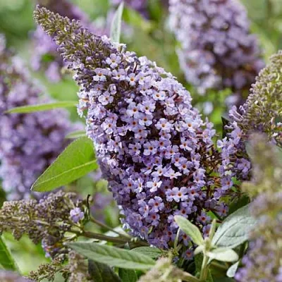 Буддлея давида БАТТЕРФЛЯЙ КАНДИ ЛИЛА СВИТХАРТ в Саранске