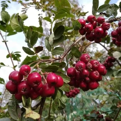 Рябина ГРАНАТНАЯ сладкоплодная — описание сорта Рябина ГРАНАТНАЯ сладкоплодная в Саранске