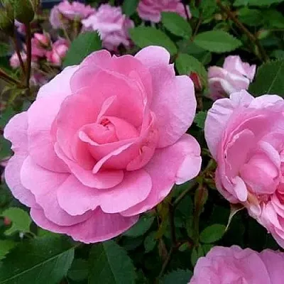 Саженцы роз ДЖОН ДЭВИС плетистая  Саженцы роз ДЖОН ДЭВИС плетистая в Саранске