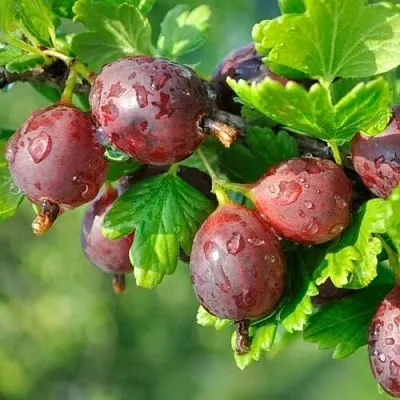 Крыжовник СЕРЕНАДА в Саранске