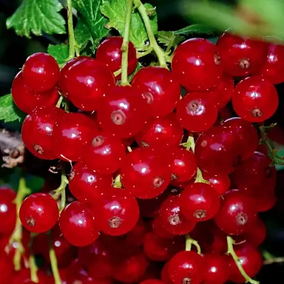 Смородина красная СЕРПАНТИН  Смородина красная СЕРПАНТИН в Саранске