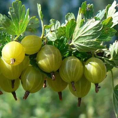 Крыжовник ЮБИЛЕЙНЫЙ в Саранске