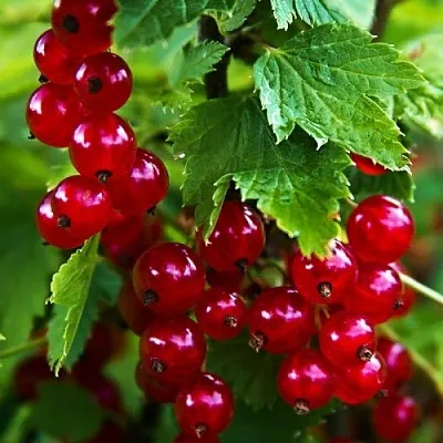 Смородина красная РОЛАН  Смородина красная РОЛАН в Саранске