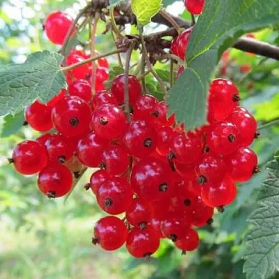 Смородина красная КРАСНАЯ АНДРЕЙЧЕНКО  Смородина красная КРАСНАЯ АНДРЕЙЧЕНКО в Саранске