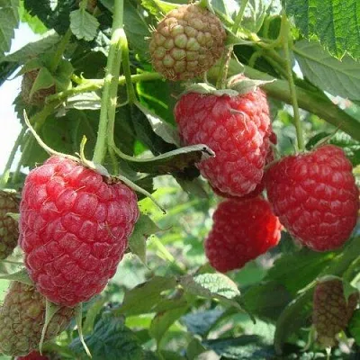 Малина КОЛОКОЛЬЧИК в Саранске