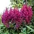 Астильба ВИЖНС китайская в Саранске