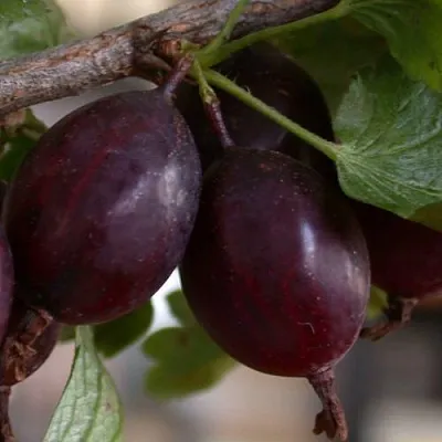 Крыжовник ЧЕЛЯБИНСКИЙ СЛАБОШИПОВАТЫЙ в Саранске