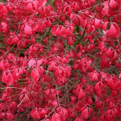 Бересклет КОМПАКТУС  в Саранске