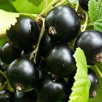 Смородина черная ЭБОНИ в Саранске