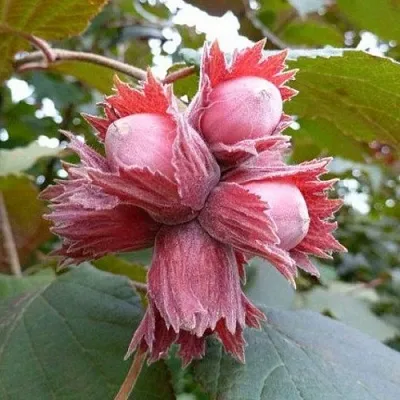 Фундук СКАРЛЕТТ  Фундук СКАРЛЕТТ в Саранске