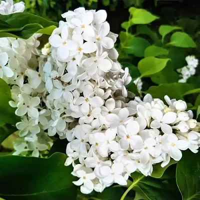 Сирень МАЛЕНЬКИЙ ПРИНЦ в Саранске