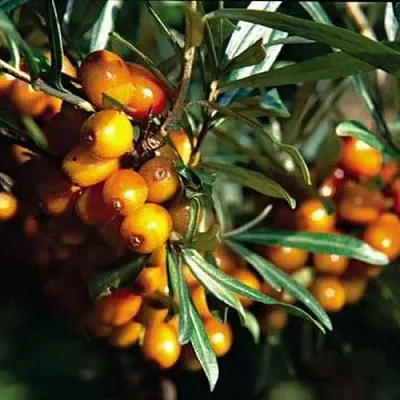 Облепиха ДАР КАЗАКОВУ в Саранске