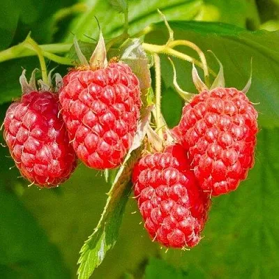 Малина ИЗОБИЛЬНАЯ  Малина ИЗОБИЛЬНАЯ в Саранске