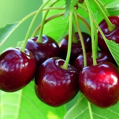 Вишня ВЯНОК в Саранске