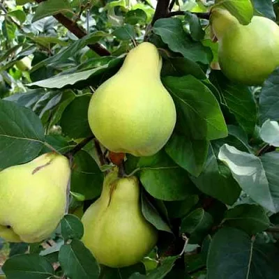 саженцы айвы