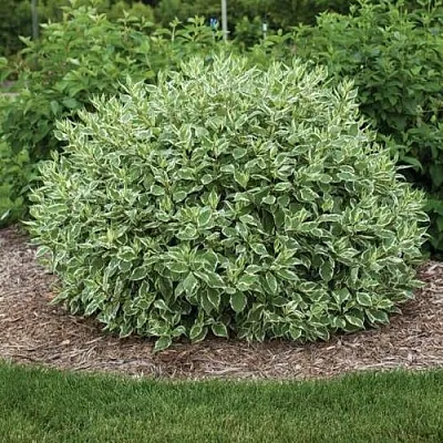 Дерен ЭЛЕГАНТИССИМА белый в Саранске