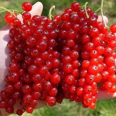 Смородина красная РЕД ПУЛ  Смородина красная РЕД ПУЛ в Саранске