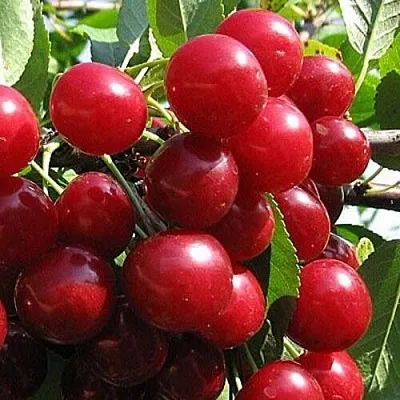 Вишня ГЛУБОКСКАЯ в Саранске