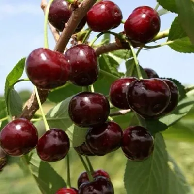 Вишня ГРИОТ БЕЛОРУССКИЙ в Саранске