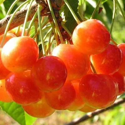 Черешня СОПЕРНИЦА  Черешня СОПЕРНИЦА в Саранске