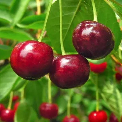 Вишня УЙФЕХЕРТОЙ ФЮРТОШ в Саранске