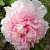 Пион БУКЕТ РОЗОВЫХ ГВОЗДИК древовидный в Саранске