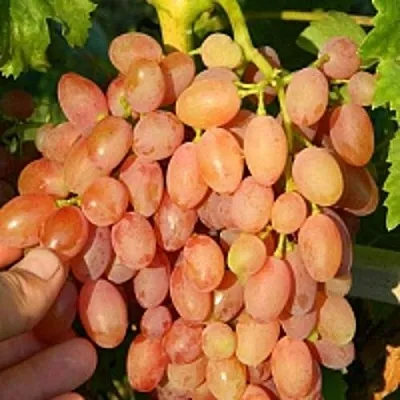 Виноград КИШМИШ ЛУЧИСТЫЙ в Саранске