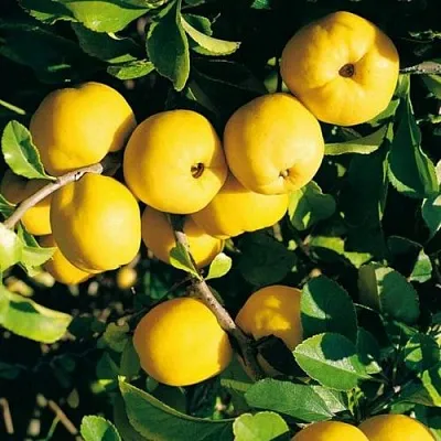 Айва ЦЕЗАРЬ в Саранске