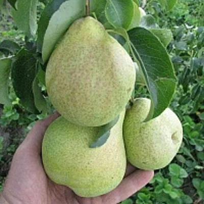 Груша КУДЕСНИЦА в Саранске