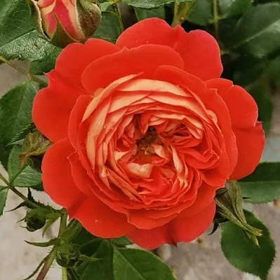 Саженцы роз СТАРЛЕТ РОУЗ КАРМЕН плетистая  Саженцы роз СТАРЛЕТ РОУЗ КАРМЕН плетистая в Саранске