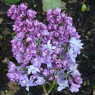 Сирень НАДЕЖДА  Сирень НАДЕЖДА в Саранске