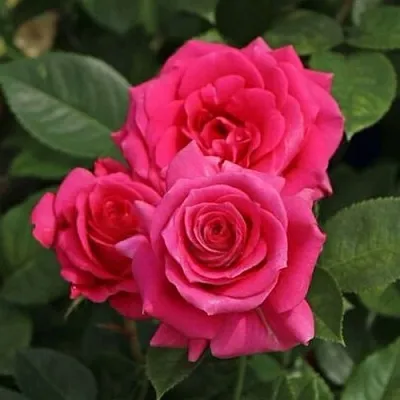 Саженцы роз ЛАВ ЛЕТТЕР флорибунда  Саженцы роз ЛАВ ЛЕТТЕР флорибунда в Саранске