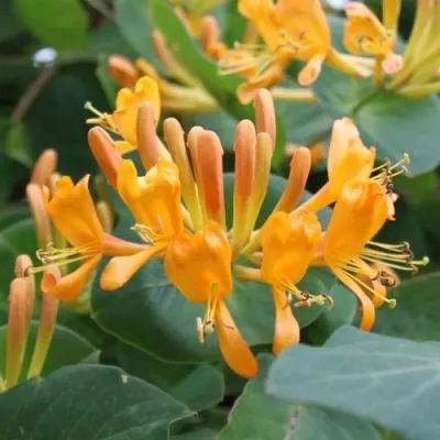 Жимолость ТЕЛЬМАНА в Саранске