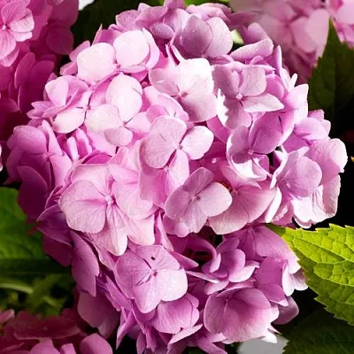 Гортензия БУКЕТ РОУЗ крупнолистная в Саранске