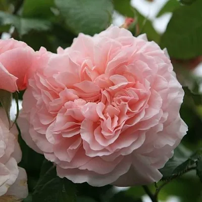 Саженцы роз РОЗ ДЕ ТОЛБИАК плетистая  Саженцы роз РОЗ ДЕ ТОЛБИАК плетистая в Саранске