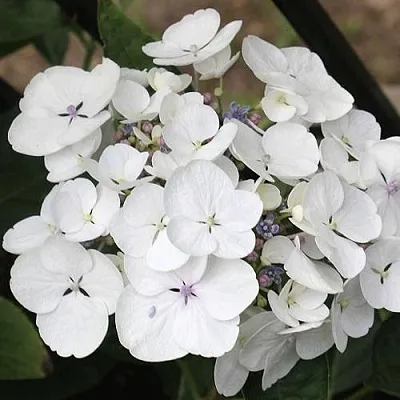 Гортензия ЛИБЕЛЛЕ крупнолистная  Гортензия ЛИБЕЛЛЕ крупнолистная в Саранске