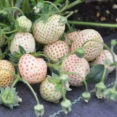 Клубника АНАНАСА ремонтантная в Саранске