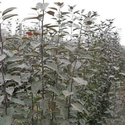 Подвой яблони 54-118  Подвой яблони 54-118 в Саранске