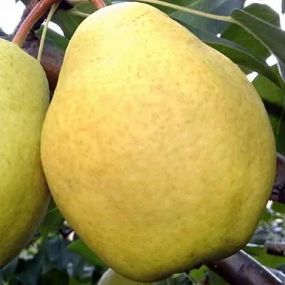 Груша ОСЕННИЙ ВЕЛИКАН в Саранске