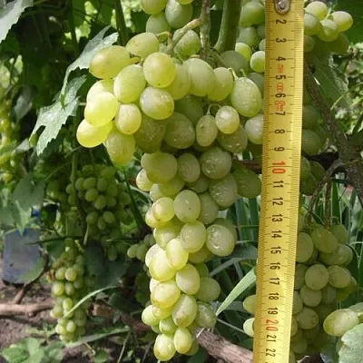 Виноград АНАНАСНЫЙ РАННИЙ в Саранске