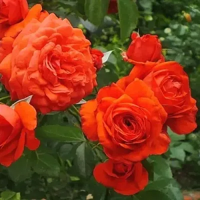 Саженцы роз МАЙНТАУЭР плетистая  Саженцы роз МАЙНТАУЭР плетистая в Саранске