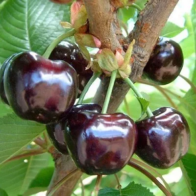 Черешня МУСКАТНАЯ  Черешня МУСКАТНАЯ в Саранске