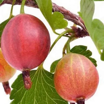 Крыжовник ЯРКИЙ в Саранске