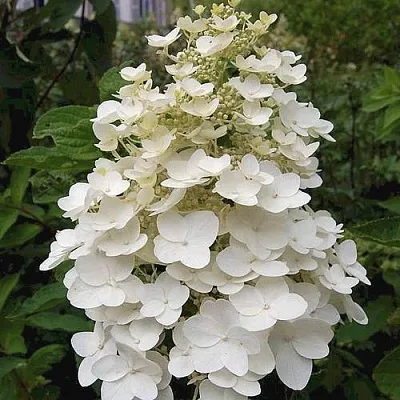 Гортензия КИУШУ метельчатая в Саранске