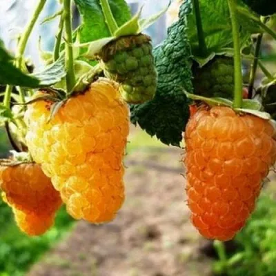 Малина ОРАНЖЕВОЕ ЧУДО  Малина ОРАНЖЕВОЕ ЧУДО в Саранске