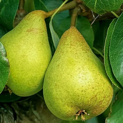 Груша Г-6 колонновидная  Груша Г-6 колонновидная в Саранске